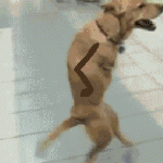 Two legs, One Dog